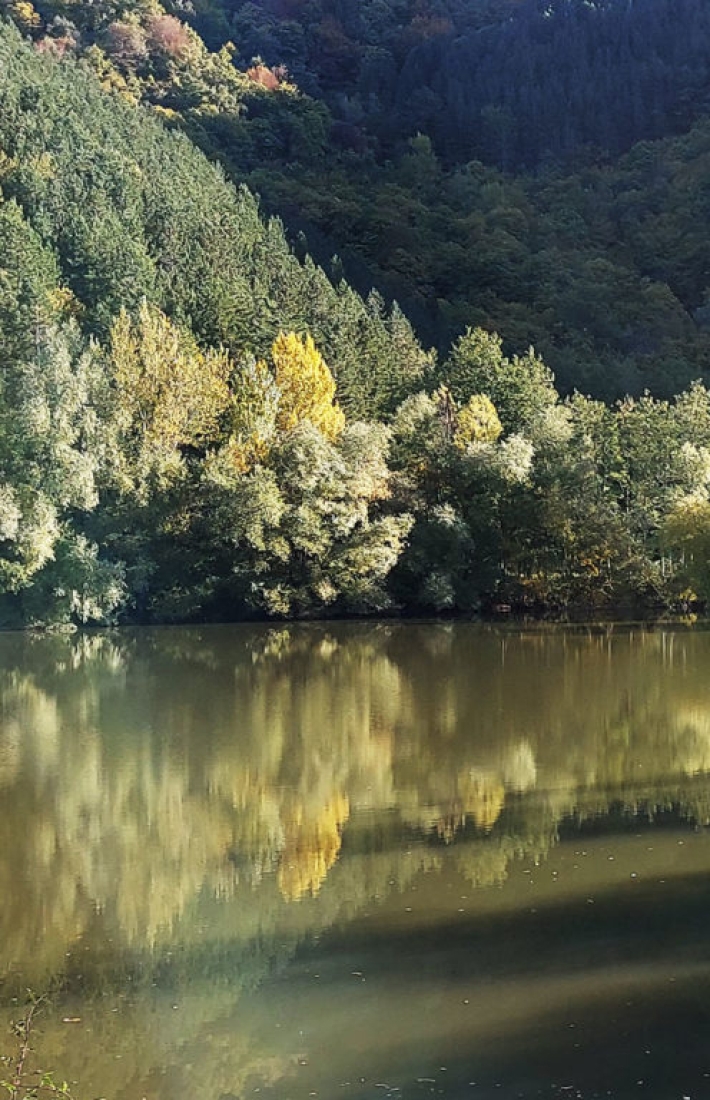 Ecosystem services project from an FSC-certified forest in Valdarno, Italy